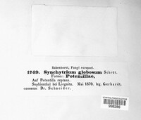 Synchytrium globosum image
